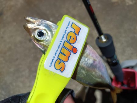 2023/11/14 南港ライトゲーム釣行 (アジ狙い)