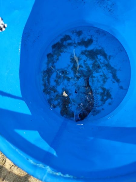 昼間だから釣れないわ