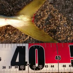 大潮の日の青物