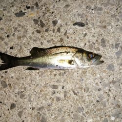 数釣りできます