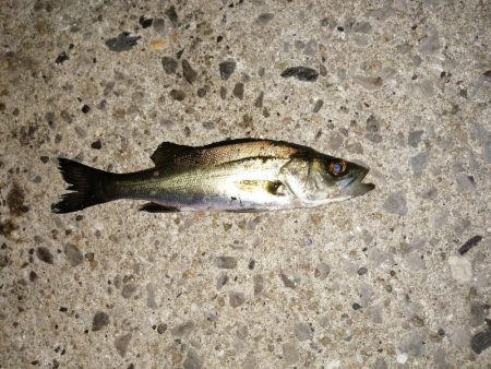 数釣りできます