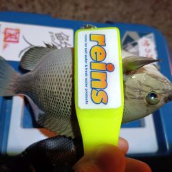 2023/11/15 南港ライトゲーム釣行 (アジ狙い)