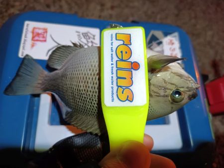 2023/11/15 南港ライトゲーム釣行 (アジ狙い)