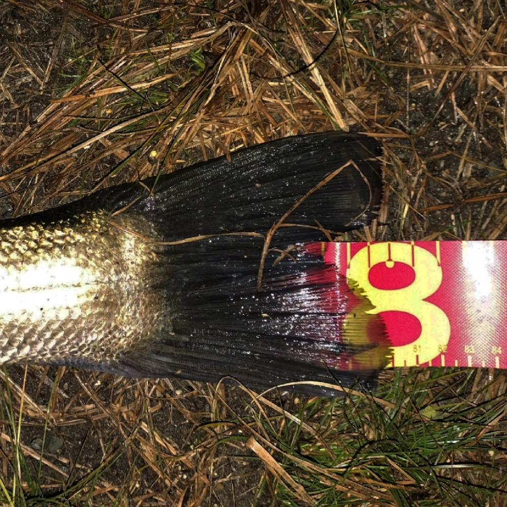 ランカーシーバス