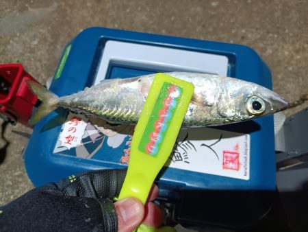 2023/11/20 南港ライトゲーム釣行 (アジ狙い)