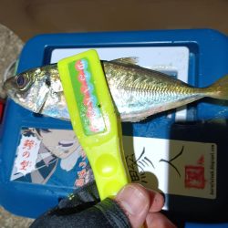 2023/11/22 南港ライトゲーム釣行 (アジ狙い)