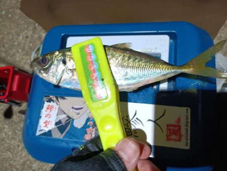 2023/11/22 南港ライトゲーム釣行 (アジ狙い)