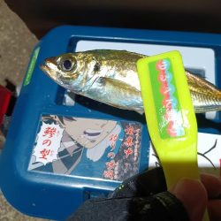 2023/11/23 南港ライトゲーム釣行 (アジ狙い)