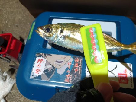 2023/11/23 南港ライトゲーム釣行…