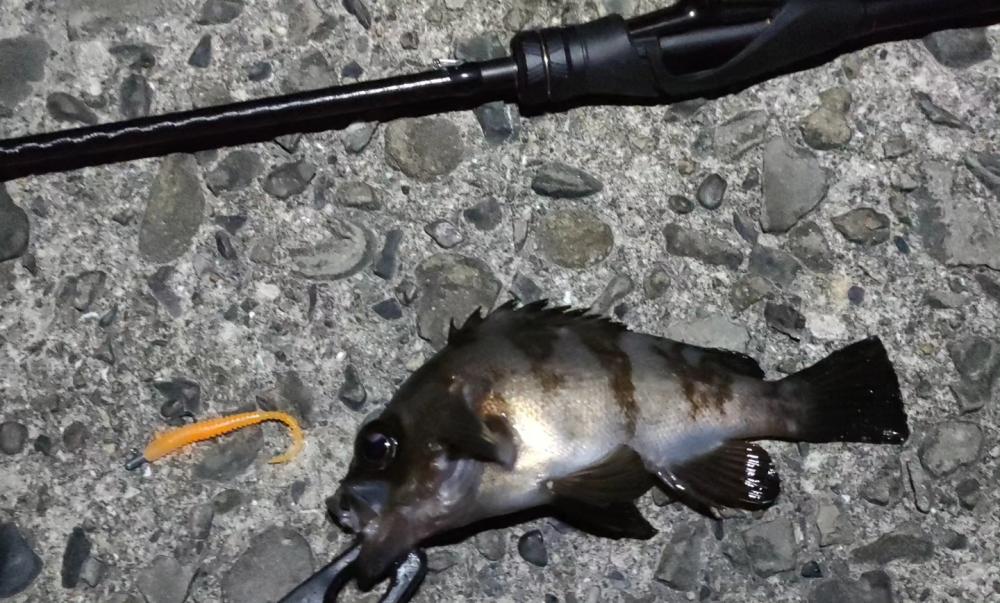 起きれぬ休みの深夜釣行