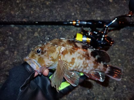 2023/11/24 南港ライトゲーム釣行 (アジ狙いからの～根魚)