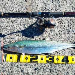 まさかのサワラ♪