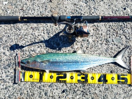 まさかのサワラ♪