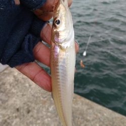 播磨新島のキス調査