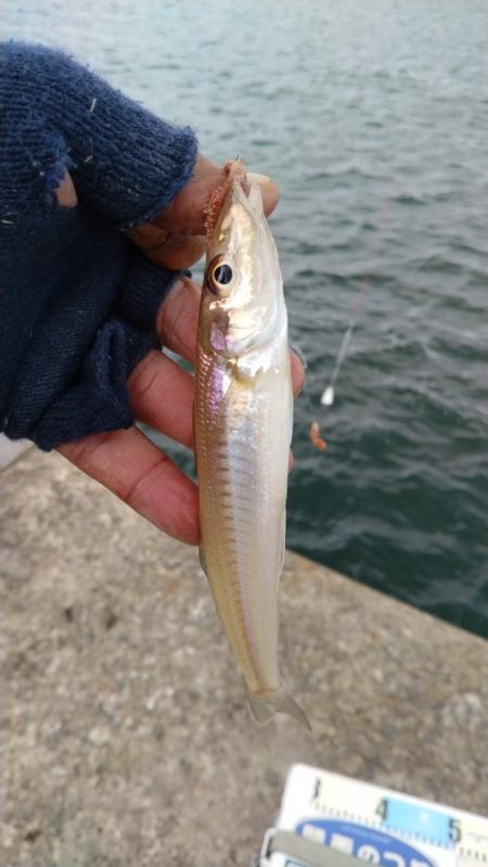 播磨新島のキス調査