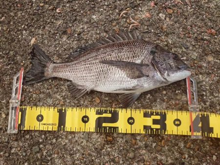 マダイ狙いの遠投カゴ釣り🎣…