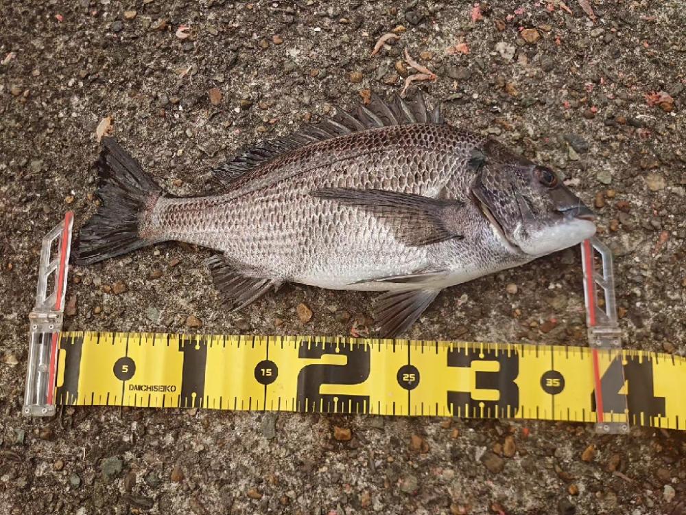 マダイ狙いの遠投カゴ釣り🎣