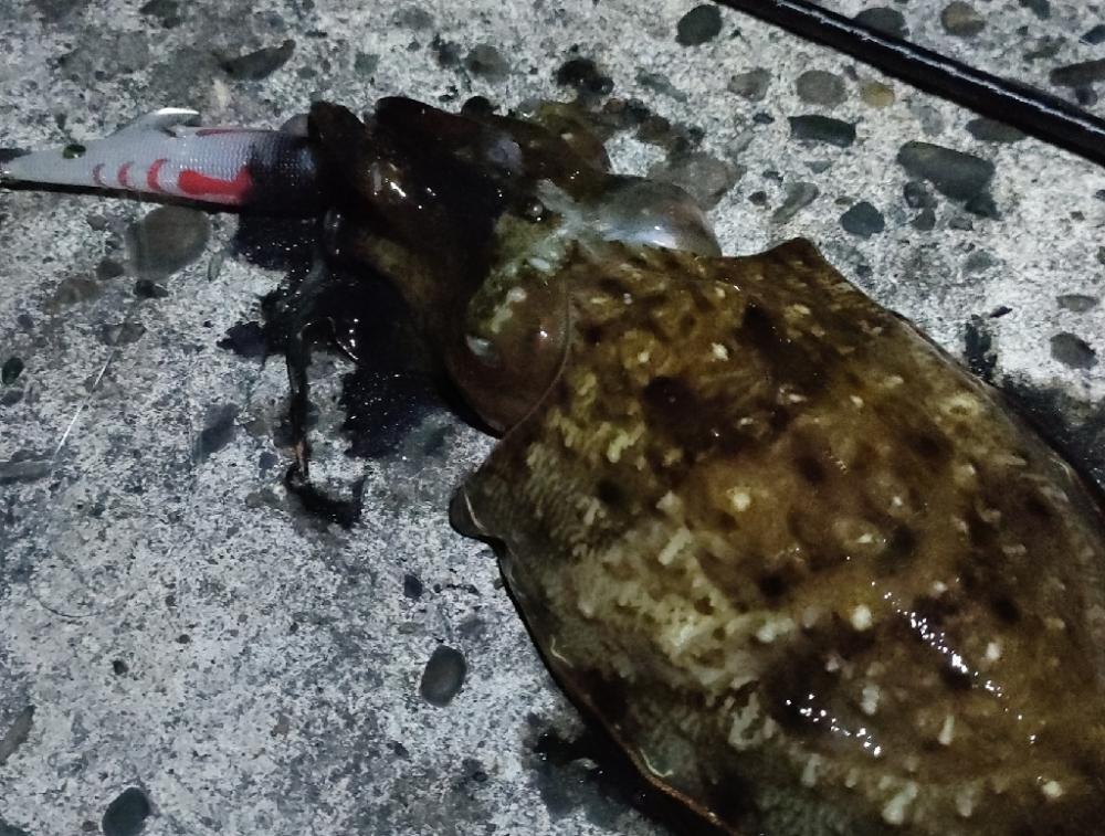 釣り初めて女子とナイトエギング