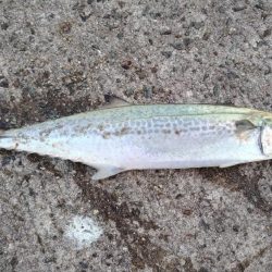 渋々の中武庫川一文字でサゴシ