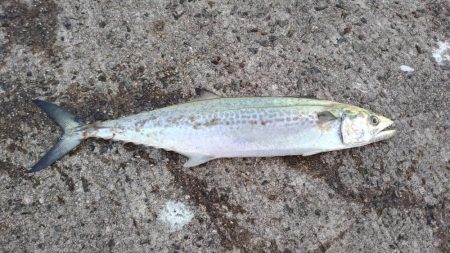 渋々の中武庫川一文字でサゴシ