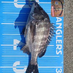 今治出張中 休み取れましたのでフカセ釣り第2戦✨