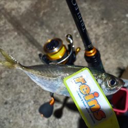 2023/11/26 南港ライトゲーム釣行 (アジ狙い)