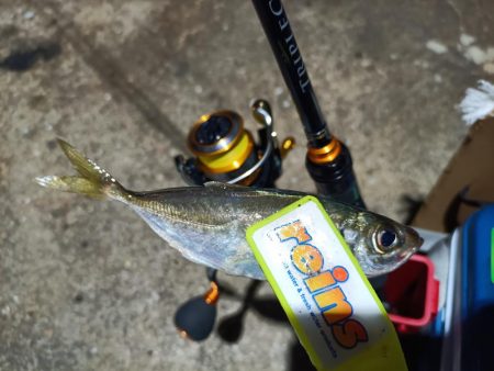 2023/11/26 南港ライトゲーム釣行 (アジ狙い)