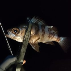 休み終わりのアジング