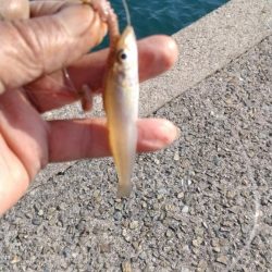 ラスト淡路釣行