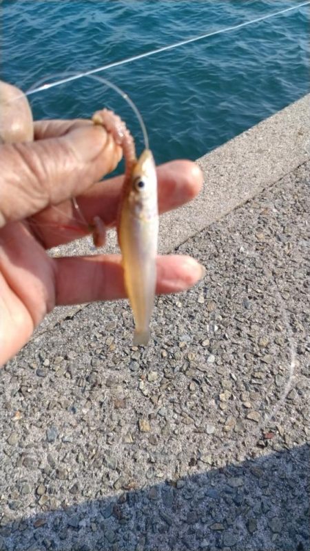 ラスト淡路釣行