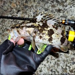 2023/11/29 南港ライトゲーム釣行 (アジ狙い)