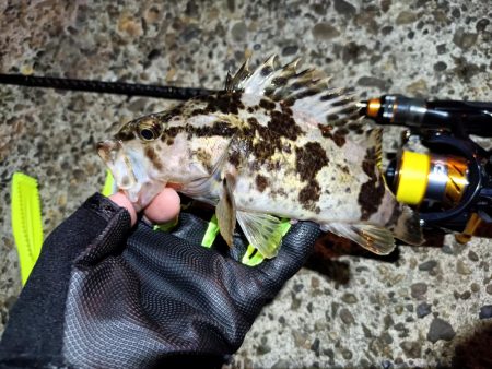 2023/11/29 南港ライトゲーム釣行 (アジ狙い)