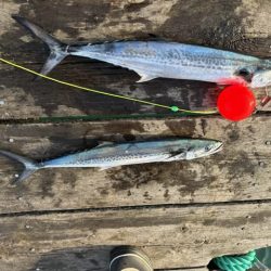 筏ショアジギングでサゴシ