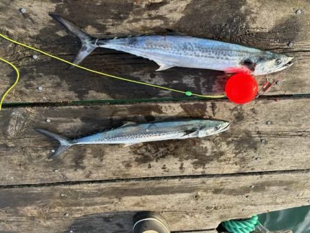 筏ショアジギングでサゴシ