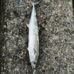 宮津〜舞鶴ランガンでサゴシ2匹