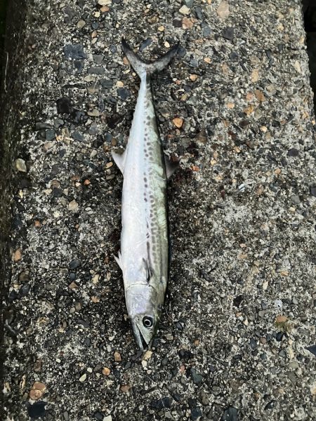 宮津〜舞鶴ランガンでサゴシ2匹