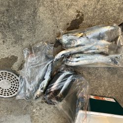 舞鶴サゴシ祭り