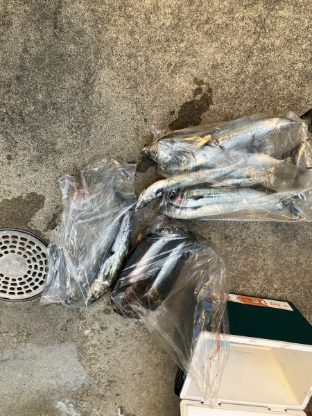 舞鶴サゴシ祭り