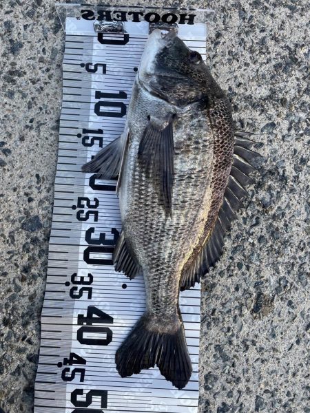 イチノ兄弟、釣果!