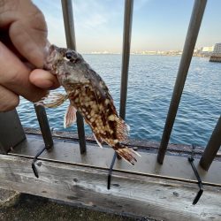 サビキっす　冬の海