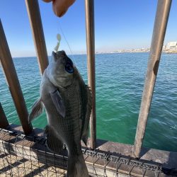 投げはじめました