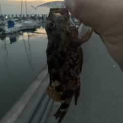 夕まずめの1時間釣行