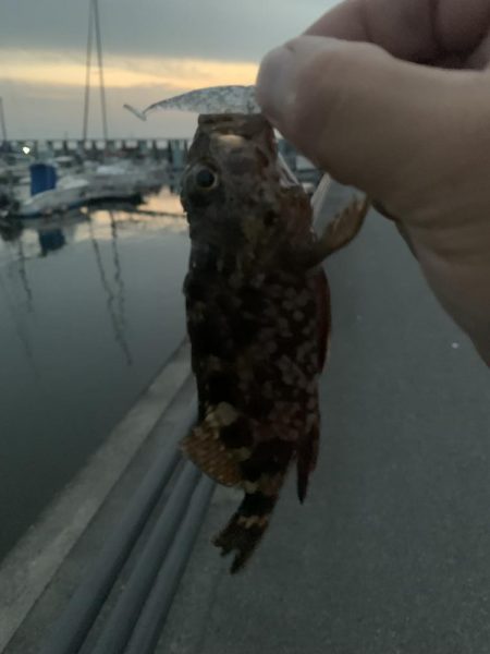 夕まずめの1時間釣行