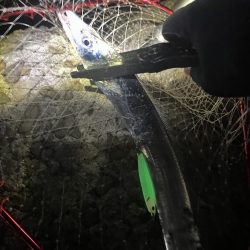 まだいました！