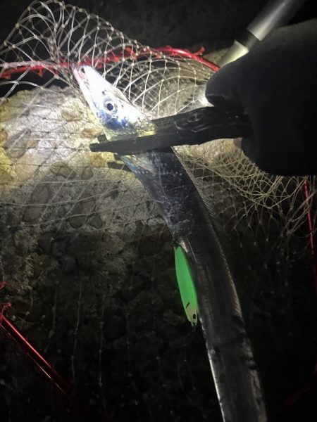 まだいました！