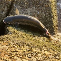 やっと釣れた^_^