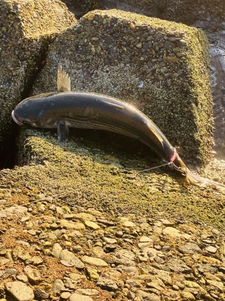 やっと釣れた^_^