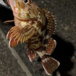 タチウオ、穴子にガシラ、ウニまでも