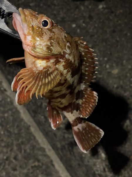 タチウオ、穴子にガシラ、ウニまでも