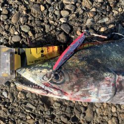 なかなか2匹目が釣れない